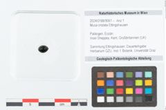Foto (Objekt + Etikett) von Musa cristata Ettingshausen (NHMW-GEO-2024-0188-9061)